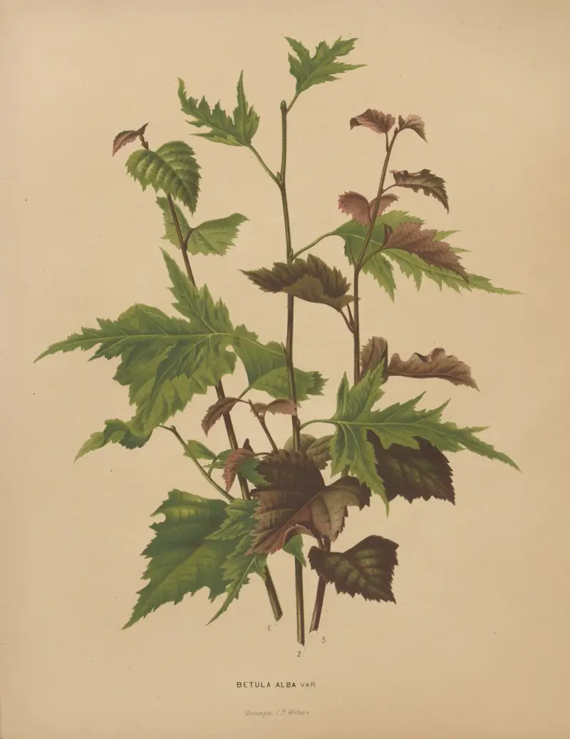 Betula Alba Var. av Abraham Jacobus Wendel