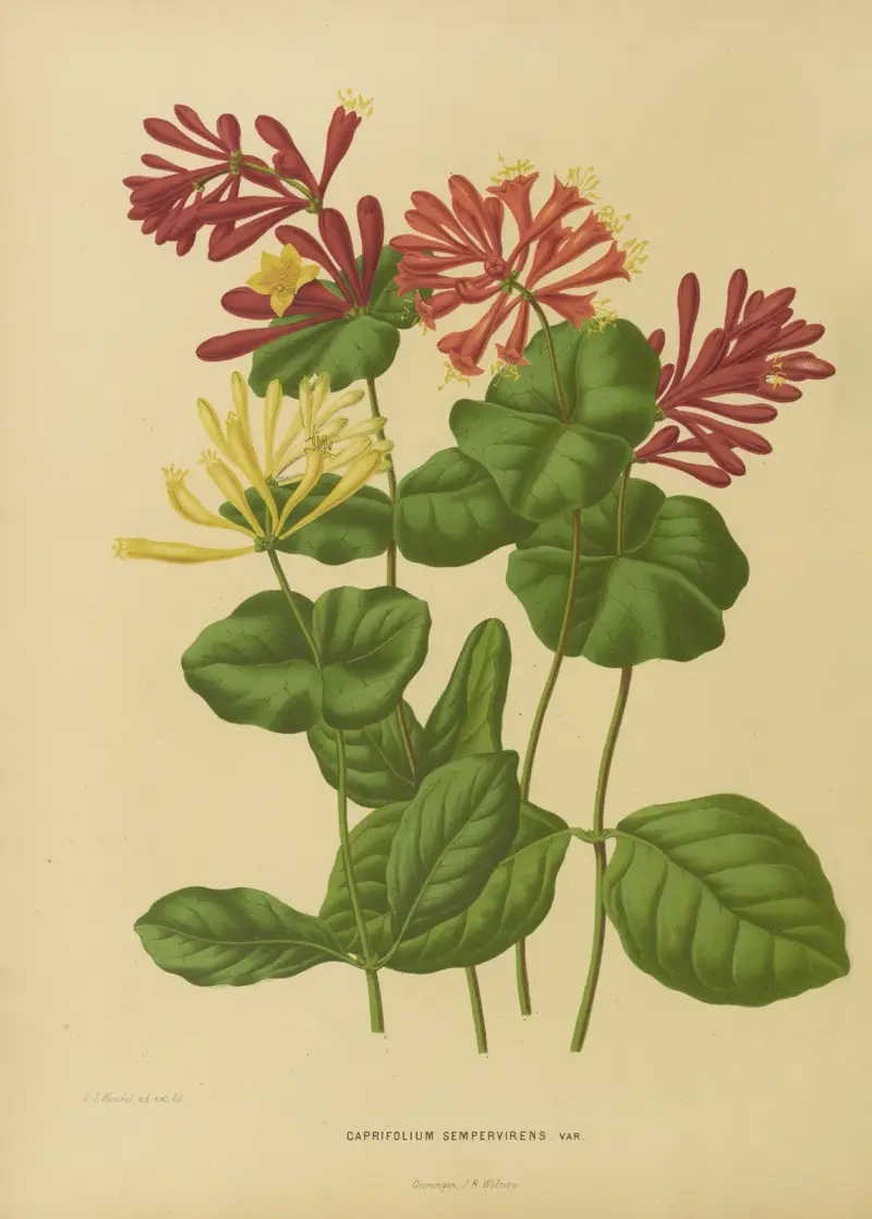 Wiciokrzew wieczniezielony, Abraham Jacobus Wendel