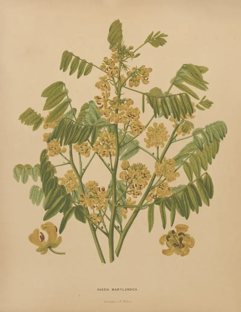 Cassia Marylandica av Abraham Jacobus Wendel