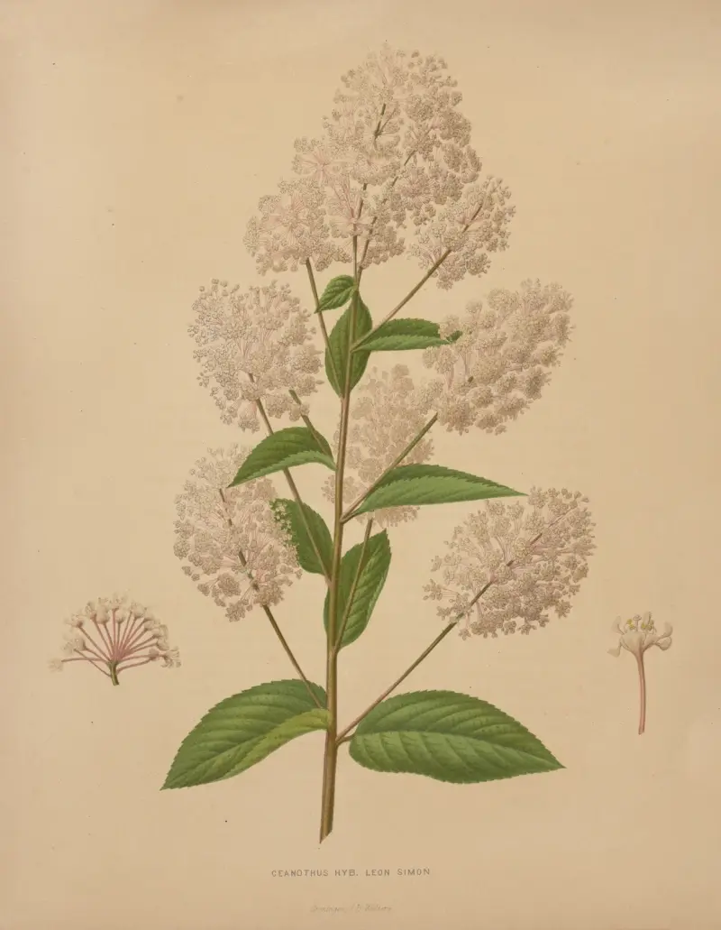 Ceanothus Hyb. Leon Simon von Abraham Jacobus Wendel