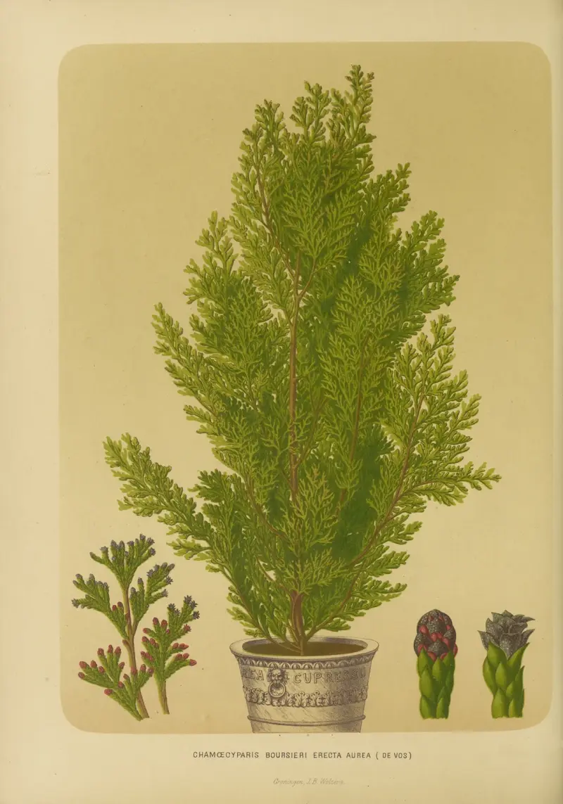 Chamoecyparis Boursieri Erecta Aurea av Abraham Jacobus Wendel