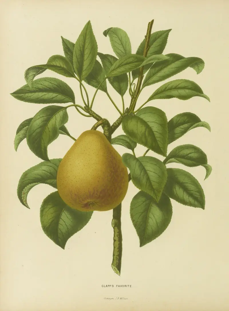 Clapp’s Favorite av Abraham Jacobus Wendel