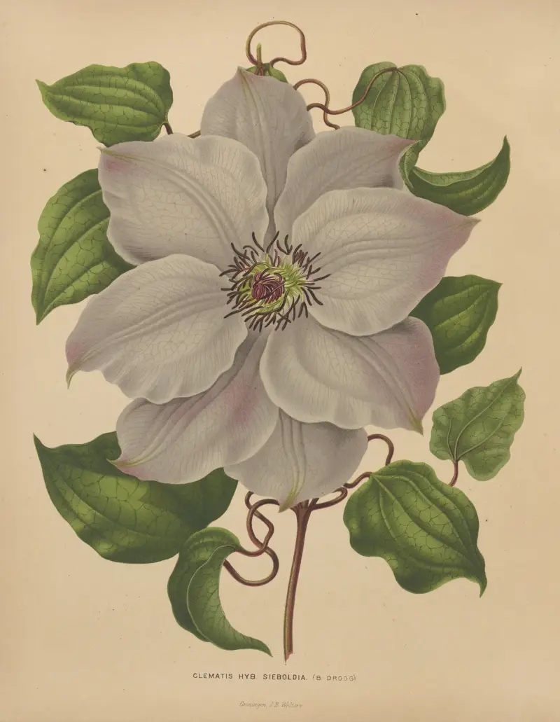 Clematis-Hybride Sieboldia von Abraham Jacobus Wendel