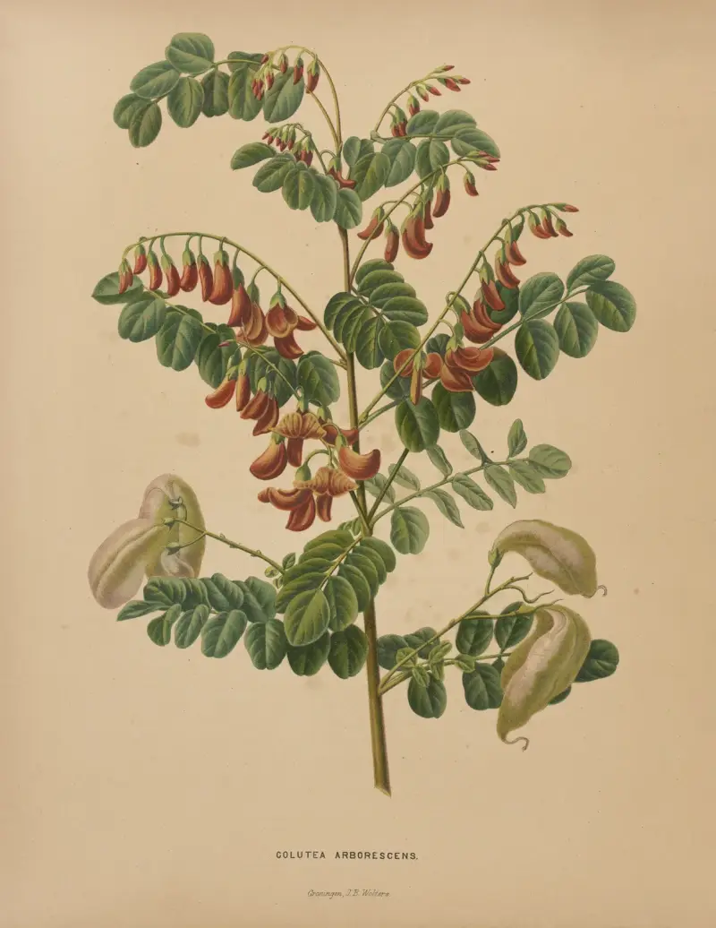 Colutea Arborescens, Abraham Jacobus Wendel