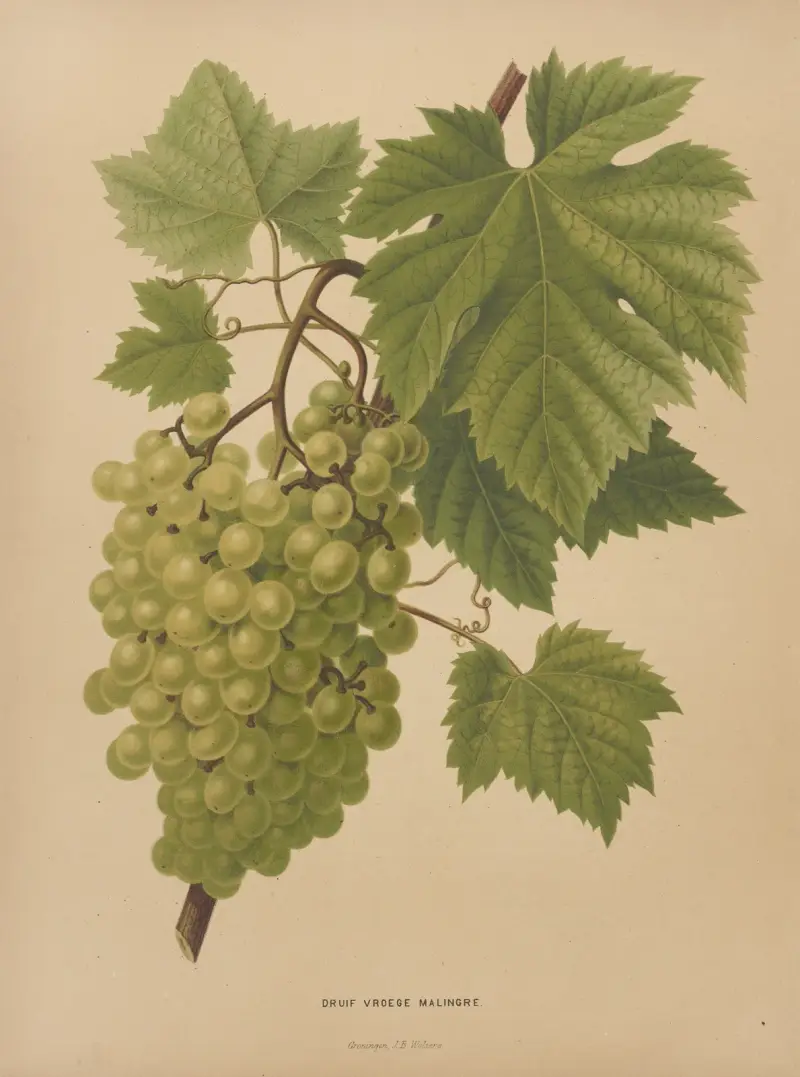 Druva Vroege Malingre av Abraham Jacobus Wendel
