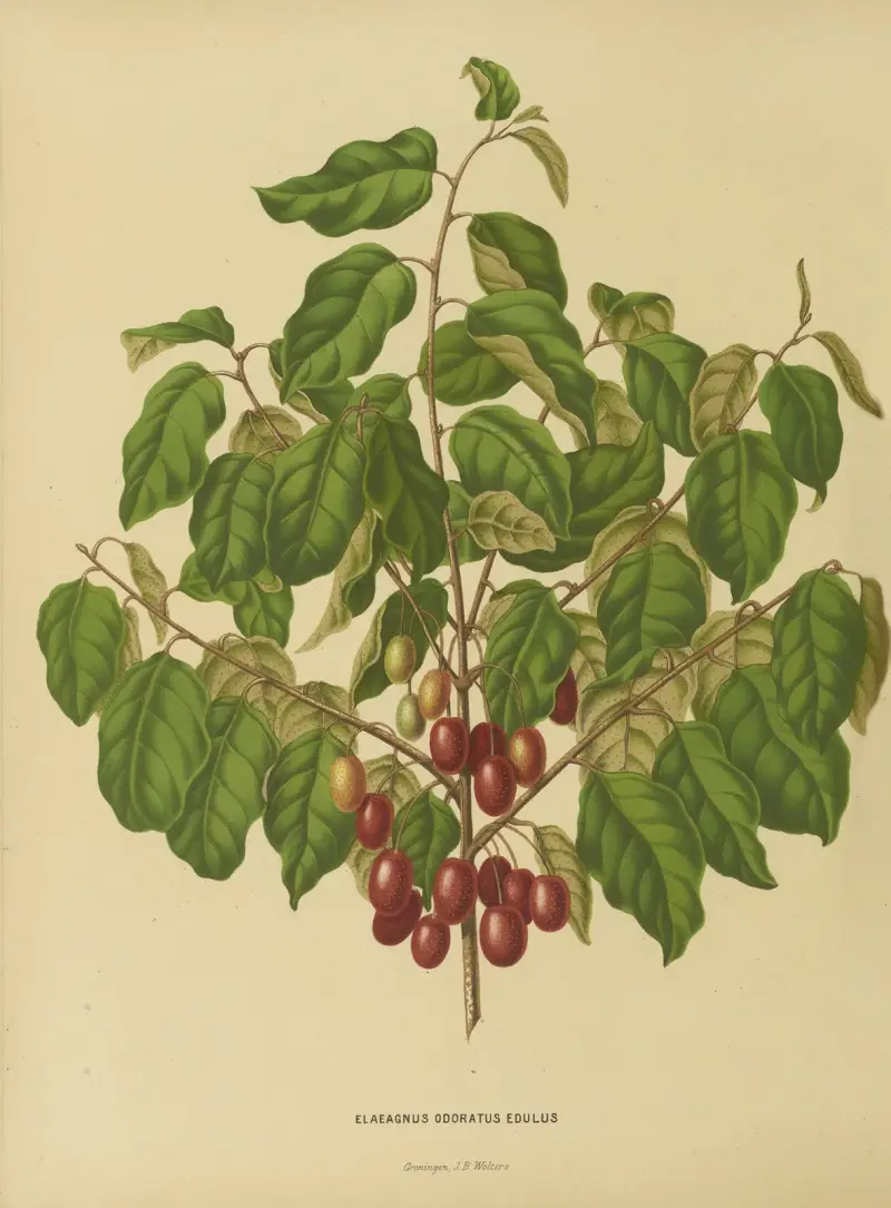 Elaeagnus Odoratus Edulus, Abraham Jacobus Wendel