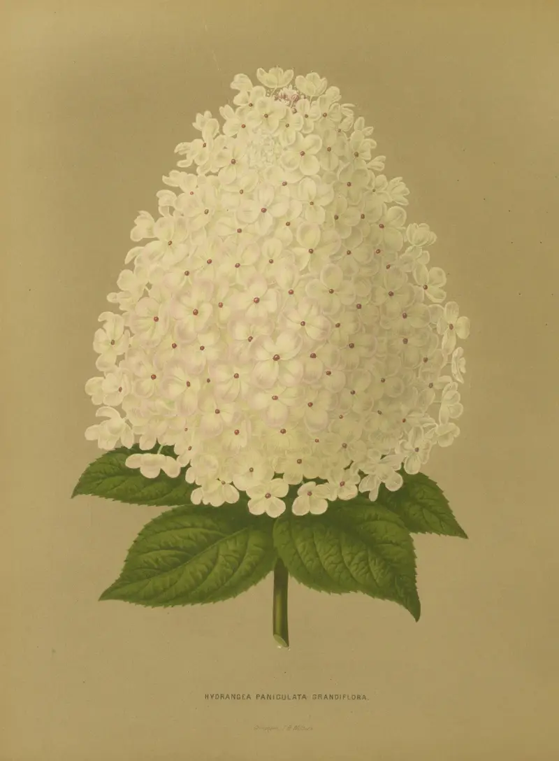 Hydrangea Paniculata Grandiflora, Abraham Jacobus Wendel