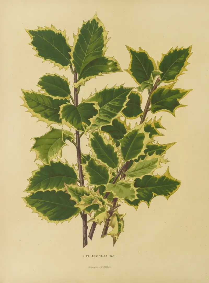 Ilex Aquifolia Var. av Abraham Jacobus Wendel