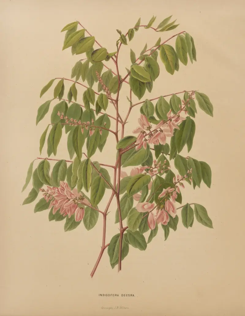 Indigofera Decora von Abraham Jacobus Wendel