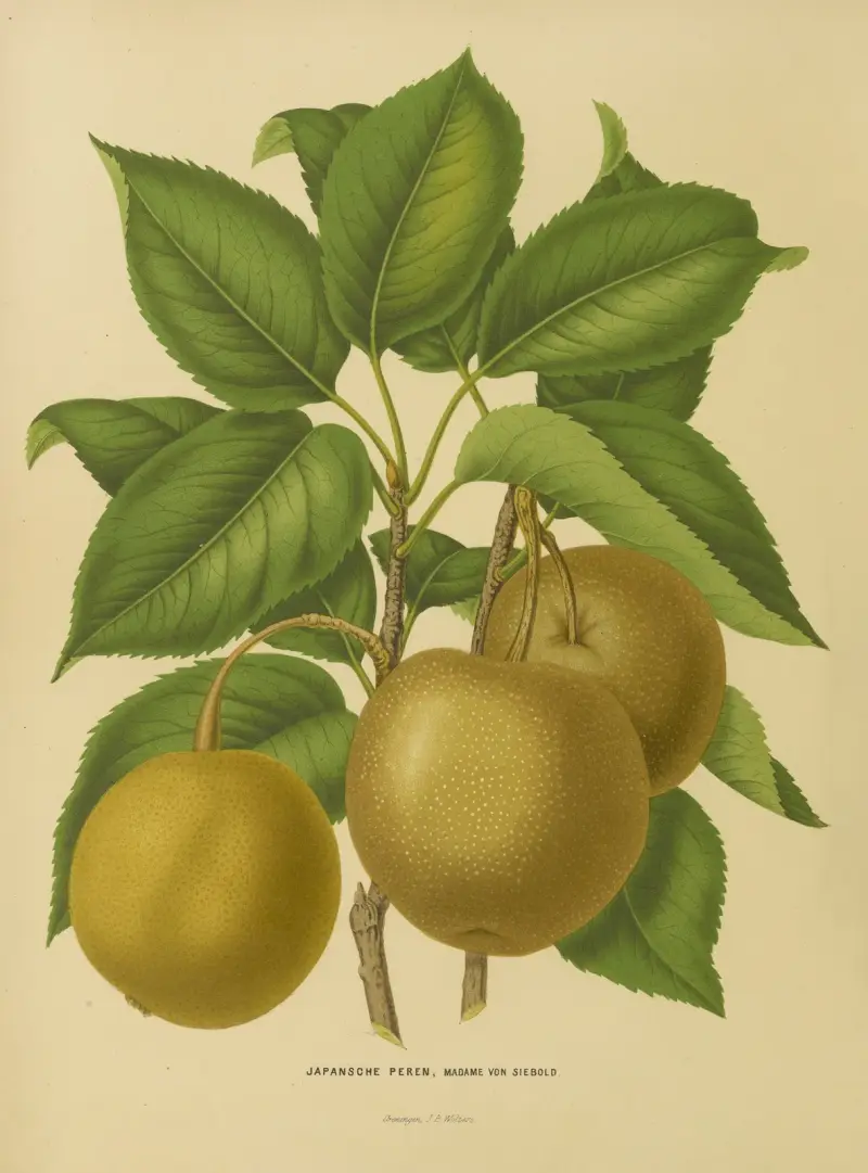 Japanska päron, Madame Von Siebold av Abraham Jacobus Wendel