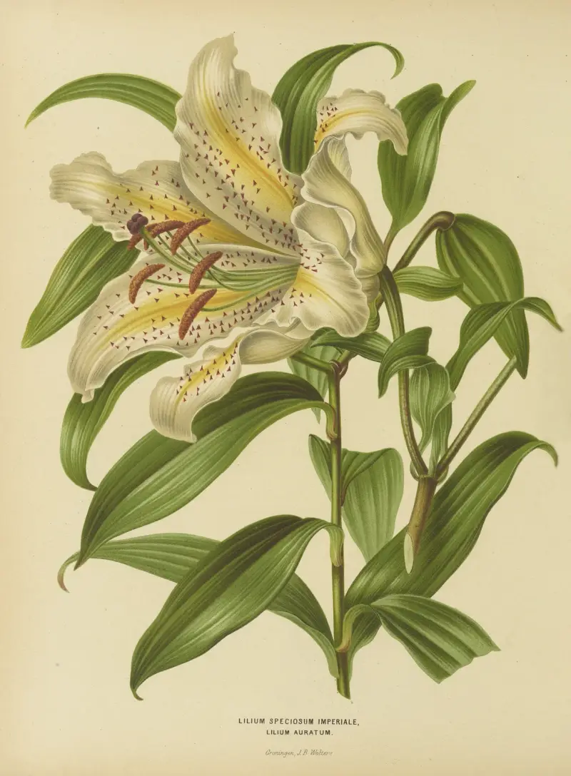 Lilium Speciosum Imperiale, Lilium Auratum av Abraham Jacobus Wendel