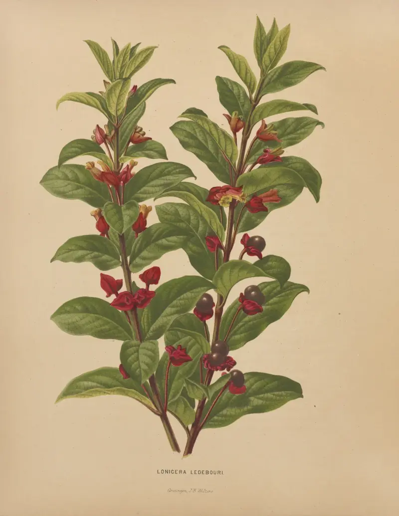 Wiciokrzew Ledeboura, Abraham Jacobus Wendel