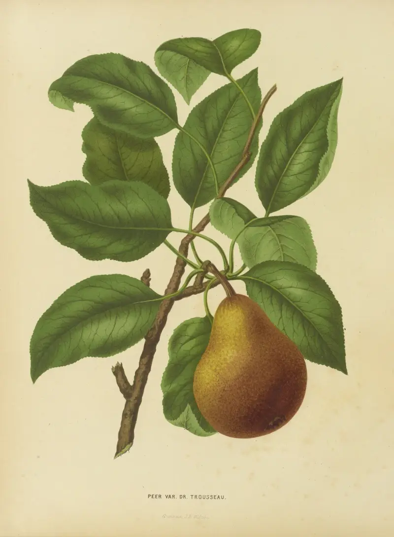 Peer Var. Dr. Trousseau av Abraham Jacobus Wendel
