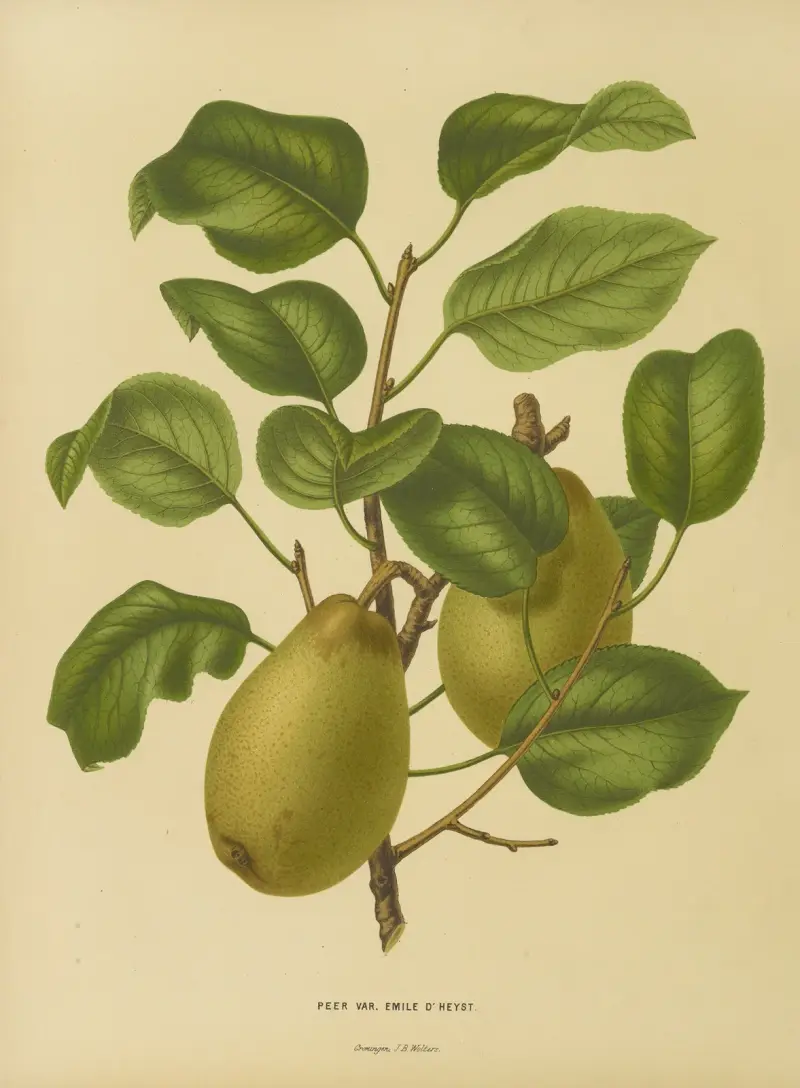 Peer Var. Emile D’ Heyst av Abraham Jacobus Wendel