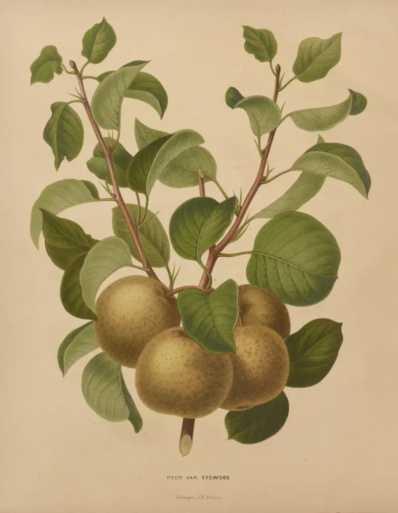 Peer Var. Eyewood, Abraham Jacobus Wendel