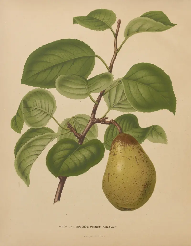 Peer Var. Huyshe’s Prince Consort av Abraham Jacobus Wendel
