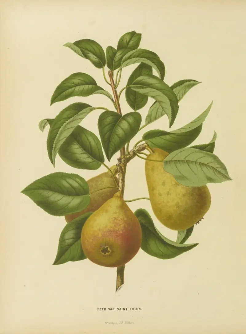 Peer Var. Saint Louis av Abraham Jacobus Wendel