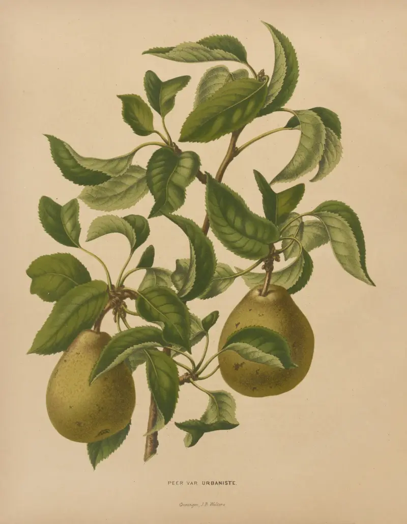 Gruszka odmiana Urbaniste, Abraham Jacobus Wendel