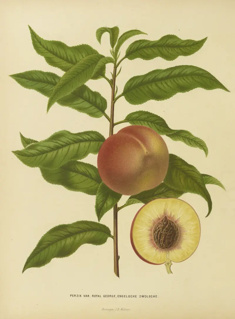 Persika Var. Royal George, engelsk-zwolsk av Abraham Jacobus Wendel