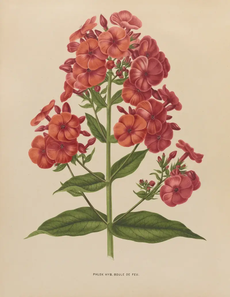 Phlox Hyb. Boule De Feu av Abraham Jacobus Wendel