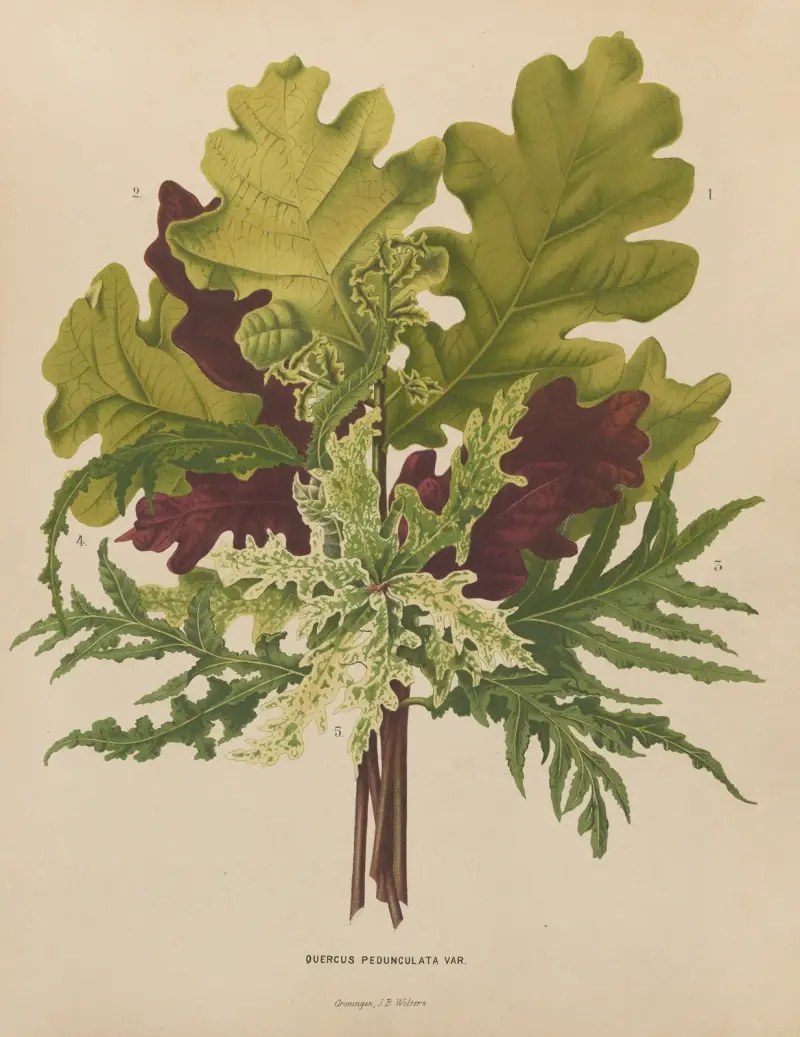 Quercus Pedunculata, Abraham Jacobus Wendel