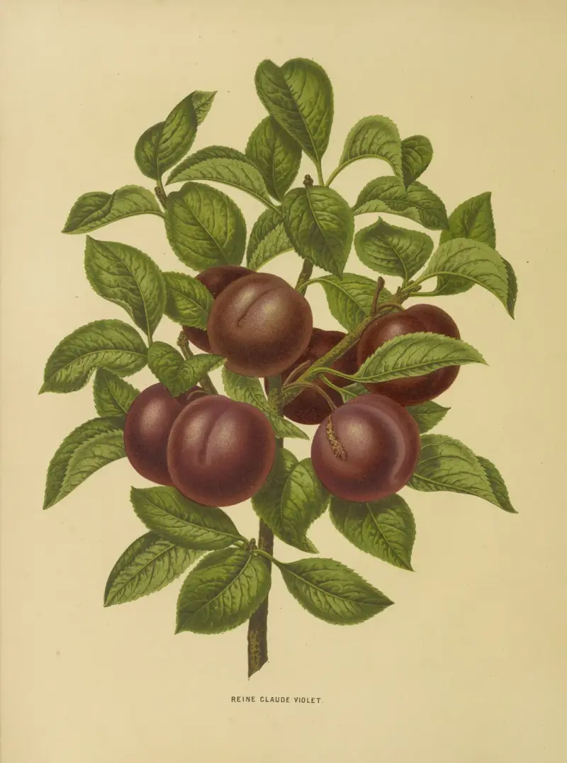 Reine Claude Violet, Abraham Jacobus Wendel