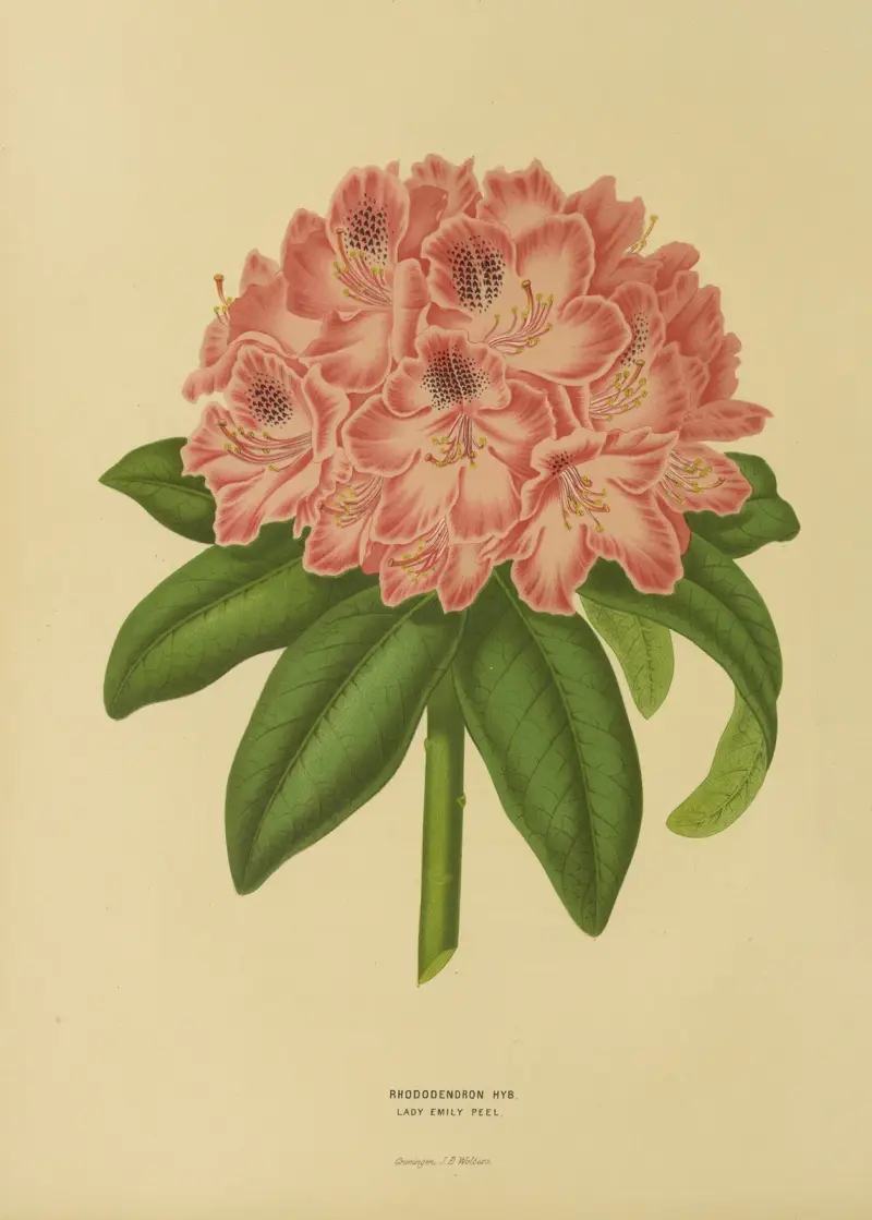 Rhododendron Hyb. Lady Emily Peel av Abraham Jacobus Wendel