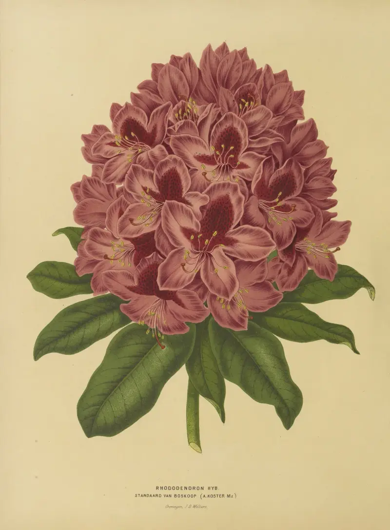 Rhododendron Hyb. Standaard Van Boskoop av Abraham Jacobus Wendel