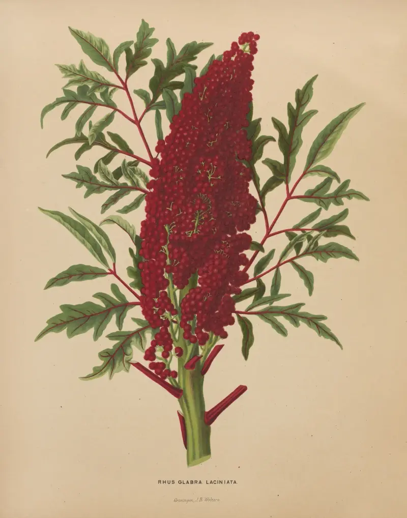 Rhus Glabra Laciniata av Abraham Jacobus Wendel
