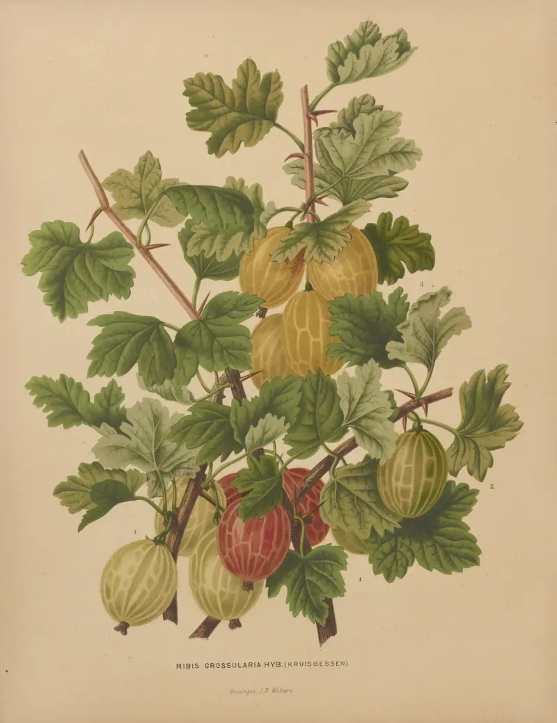 Ribis Grossularia Hyb av Abraham Jacobus Wendel