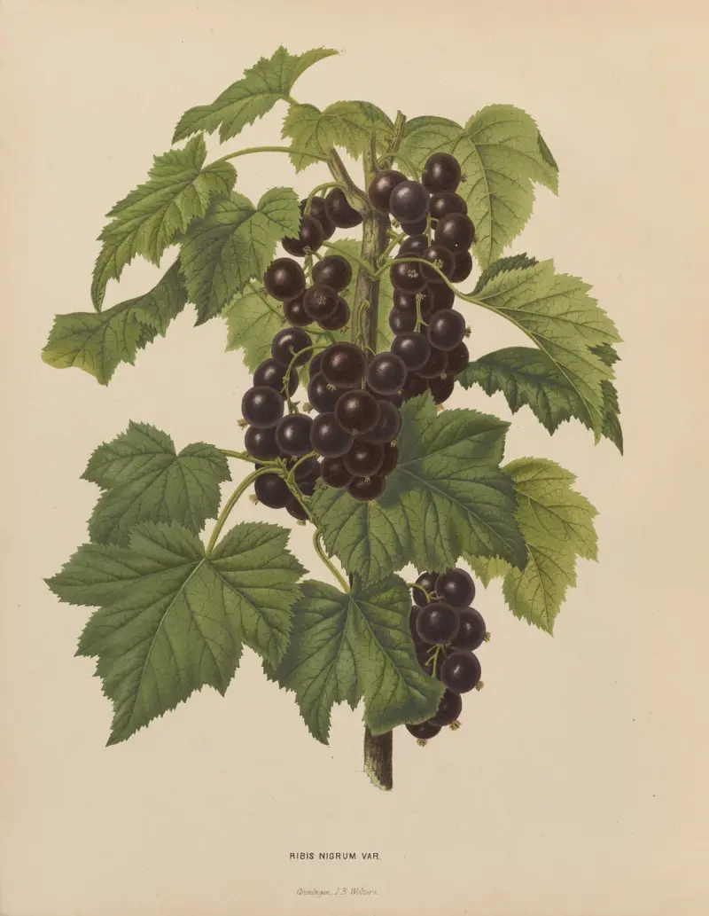 Ribis Nigrum Var. von Abraham Jacobus Wendel