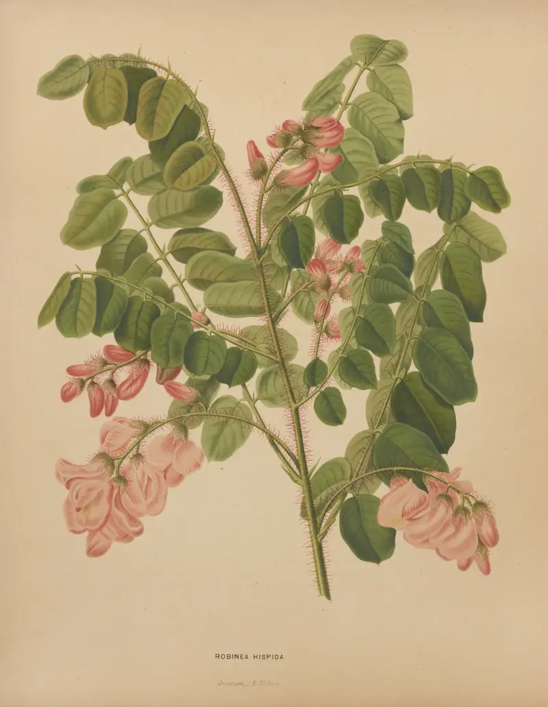Robinea Hispida, 1879, Abraham Jacobus Wendel