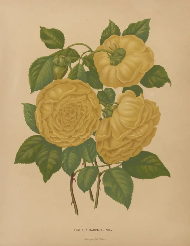 Růže Maréchal Niel, Abraham Jacobus Wendel