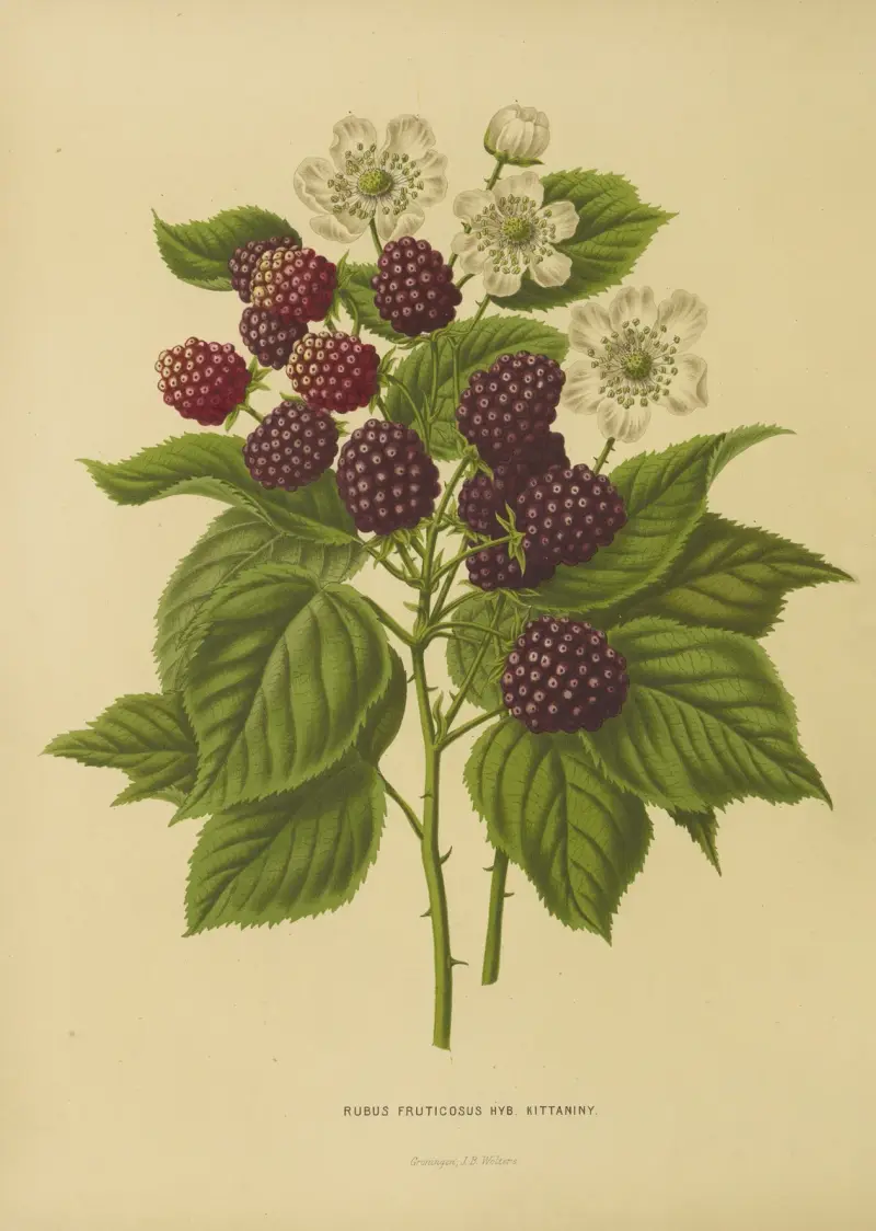 Jeżyna, Abraham Jacobus Wendel