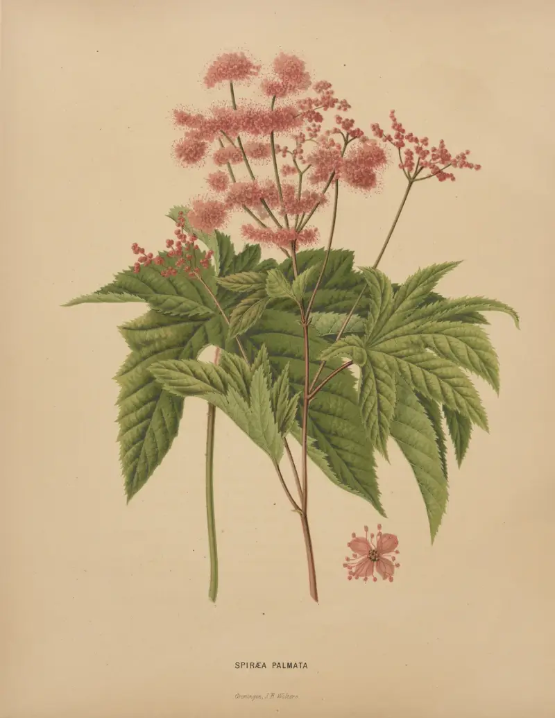 Spiraea Palmata von Abraham Jacobus Wendel
