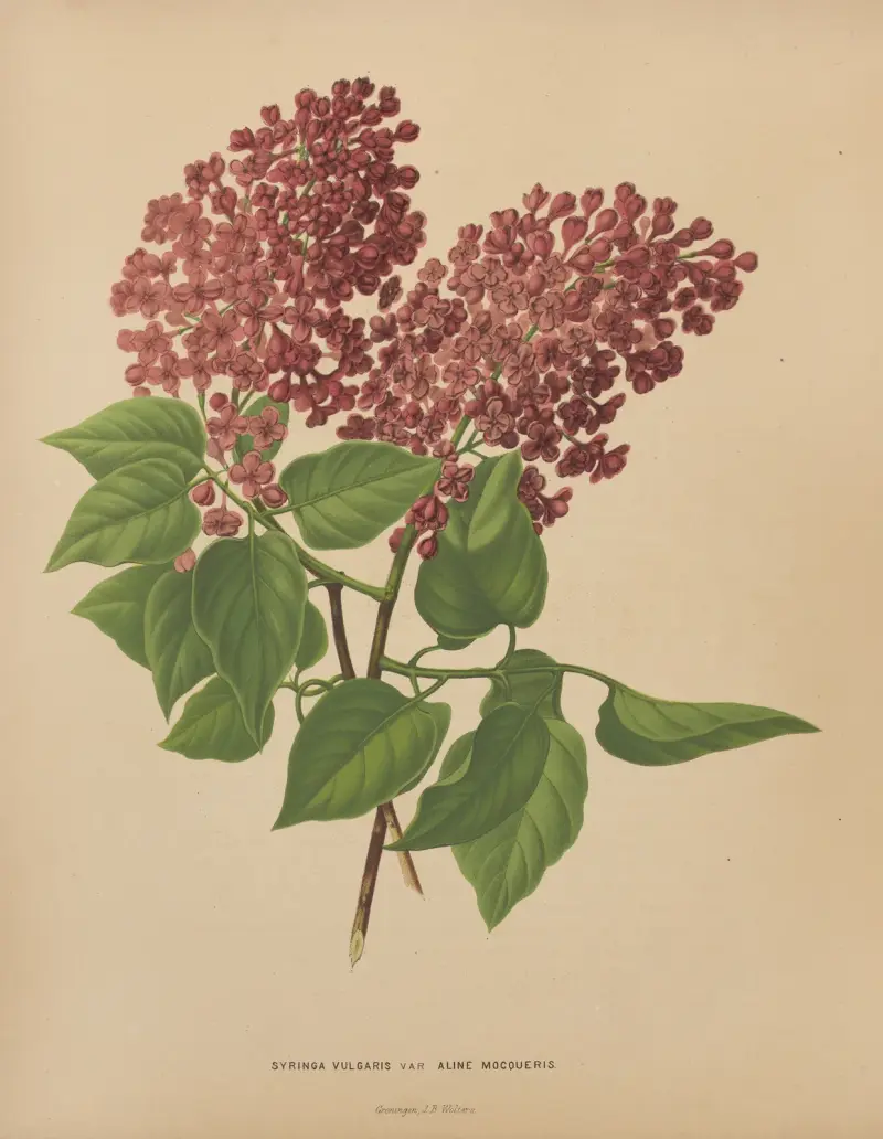 Syringa Vulgaris Var Aline Mocoueris av Abraham Jacobus Wendel