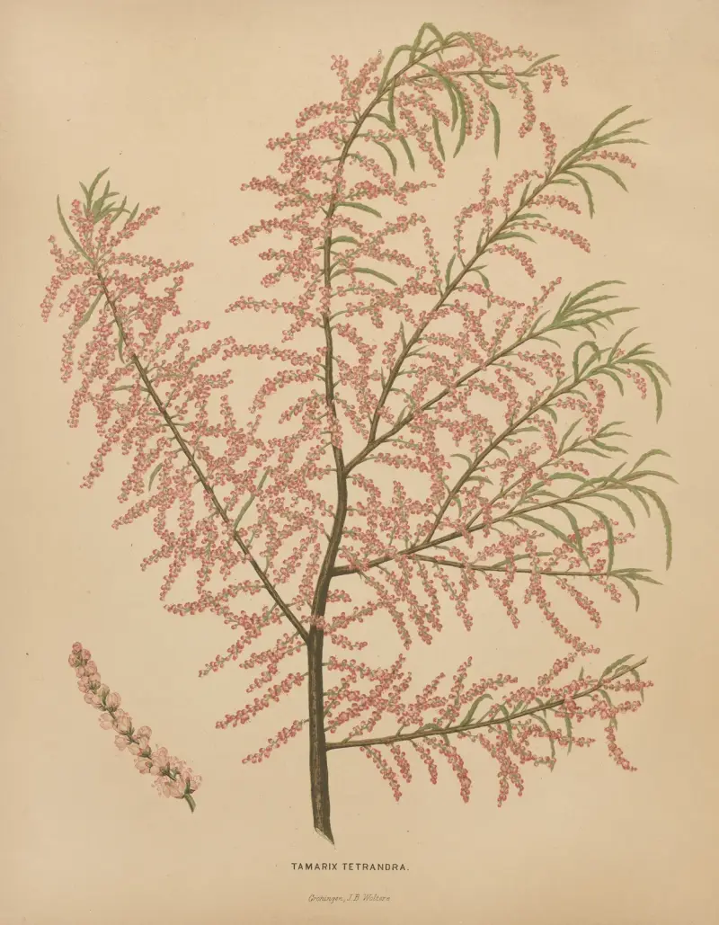 Tamarix Tetrandra von Abraham Jacobus Wendel