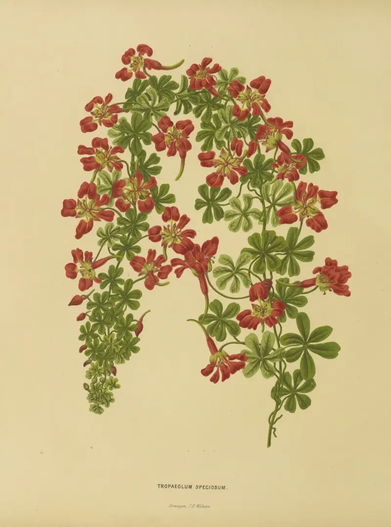 Tropaeolum Speciosum av Abraham Jacobus Wendel