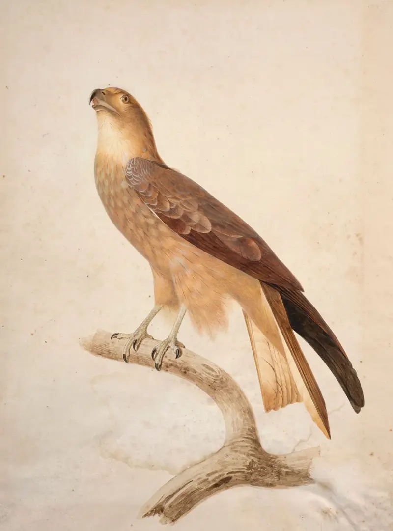 Brun glada (Milvus migrans) av Jacques Barraband