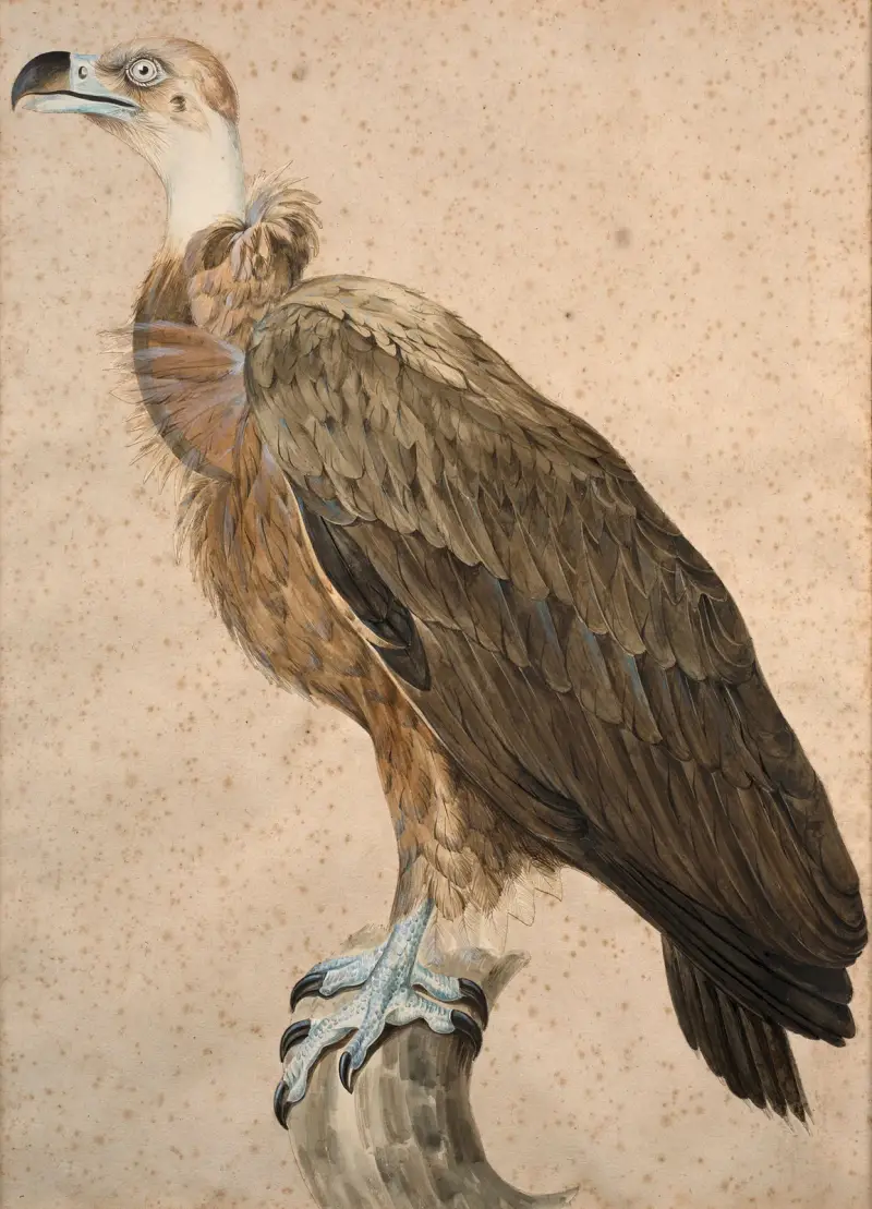 Brun gam av Jacques Barraband
