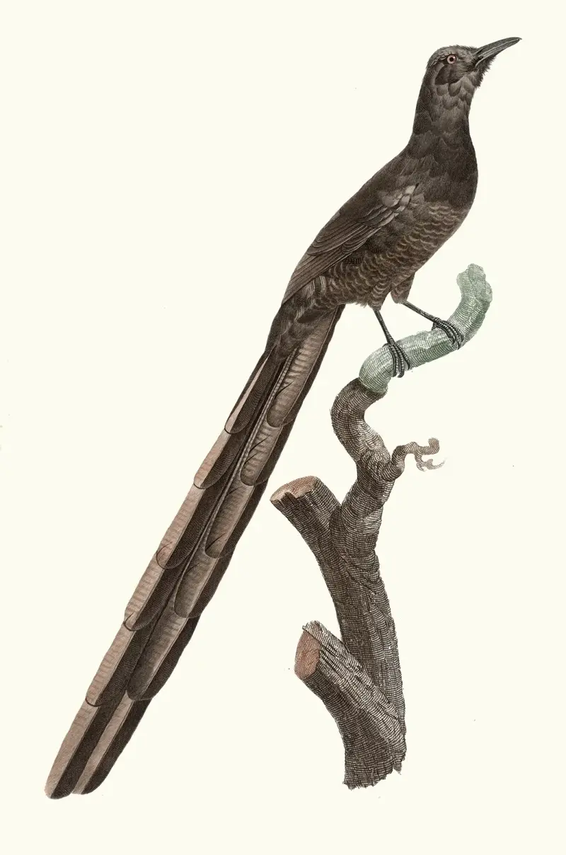 Femelle de la Pie de paradis. av Jacques Barraband