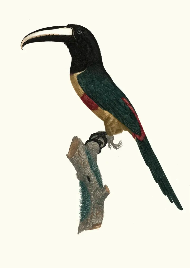 L’Aracari, à ceinture rouge. av Jacques Barraband