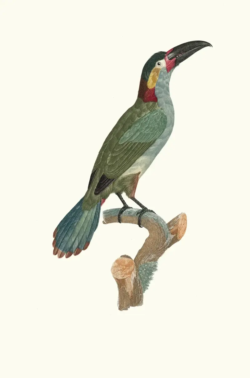 L’Aracari Koulik femelle. av Jacques Barraband