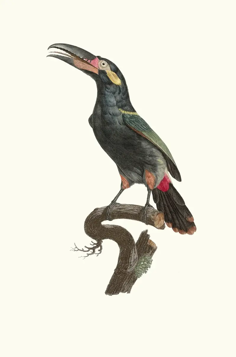 L’Aracari Koulik mâle de la Guyane. av Jacques Barraband