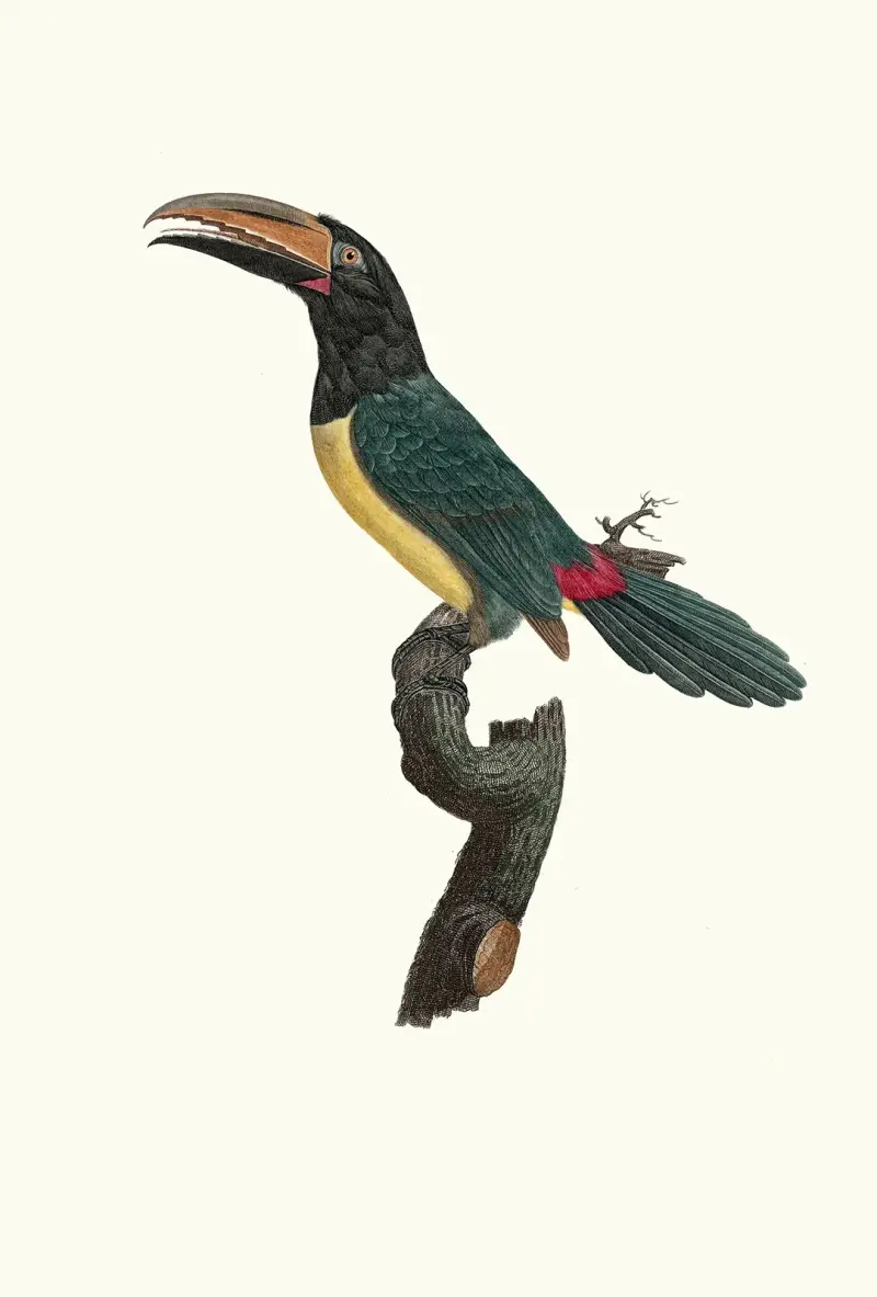 L’Aracari verd mâle. av Jacques Barraband