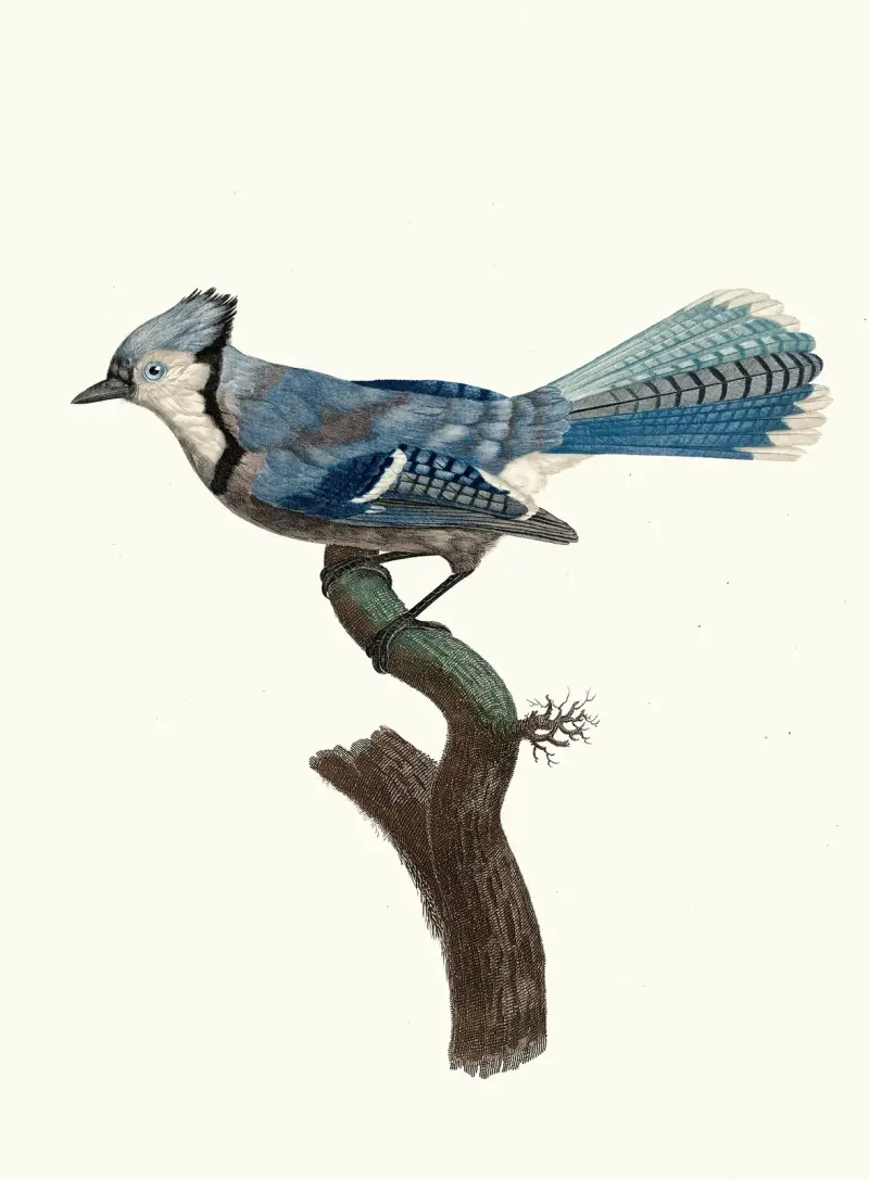 Blåskatan av Jacques Barraband