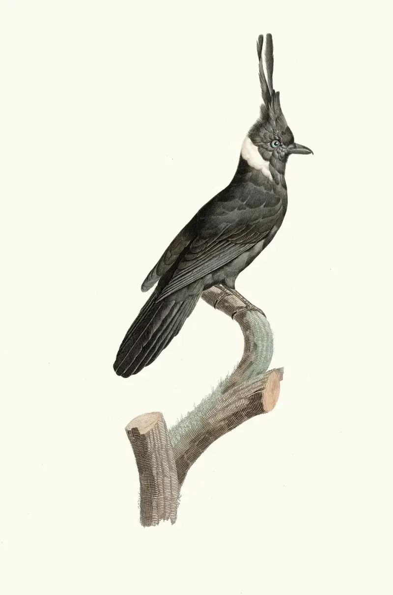 Le Geai Noir à Collier blanc. av Jacques Barraband