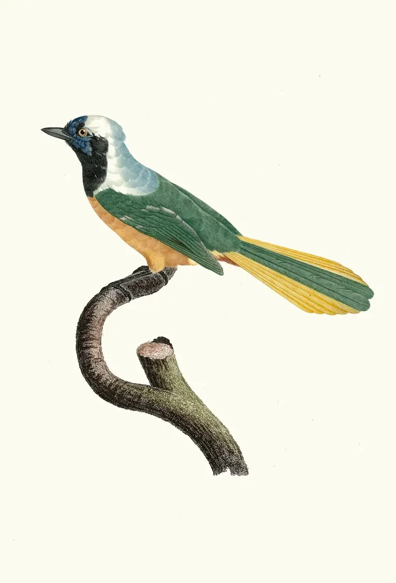 Der peruanische Blauhäher von Jacques Barraband