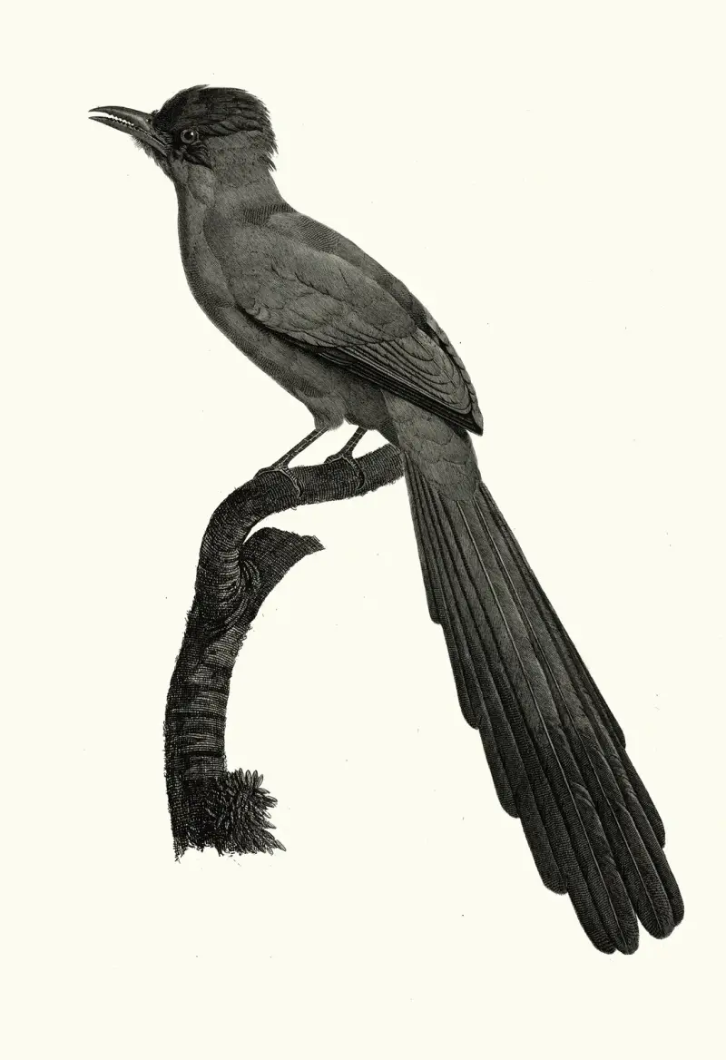 Le Motmot huppé von Jacques Barraband