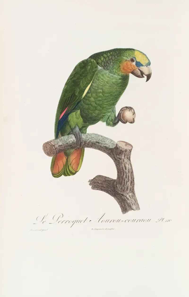 Le Perroquet Aourou Cauraou av Jacques Barraband